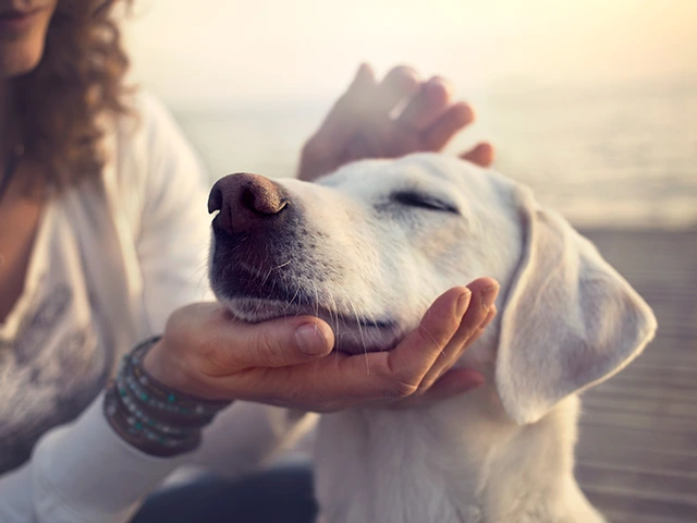 Éducation canine positive